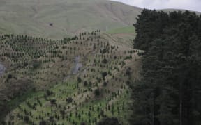 Young pine saplings grow next to a block of mature forest