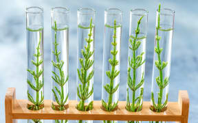 Gmo
GMO : samplings of genetically modified plants growing inside test tubes.
CHASSENET / BSIP via AFP