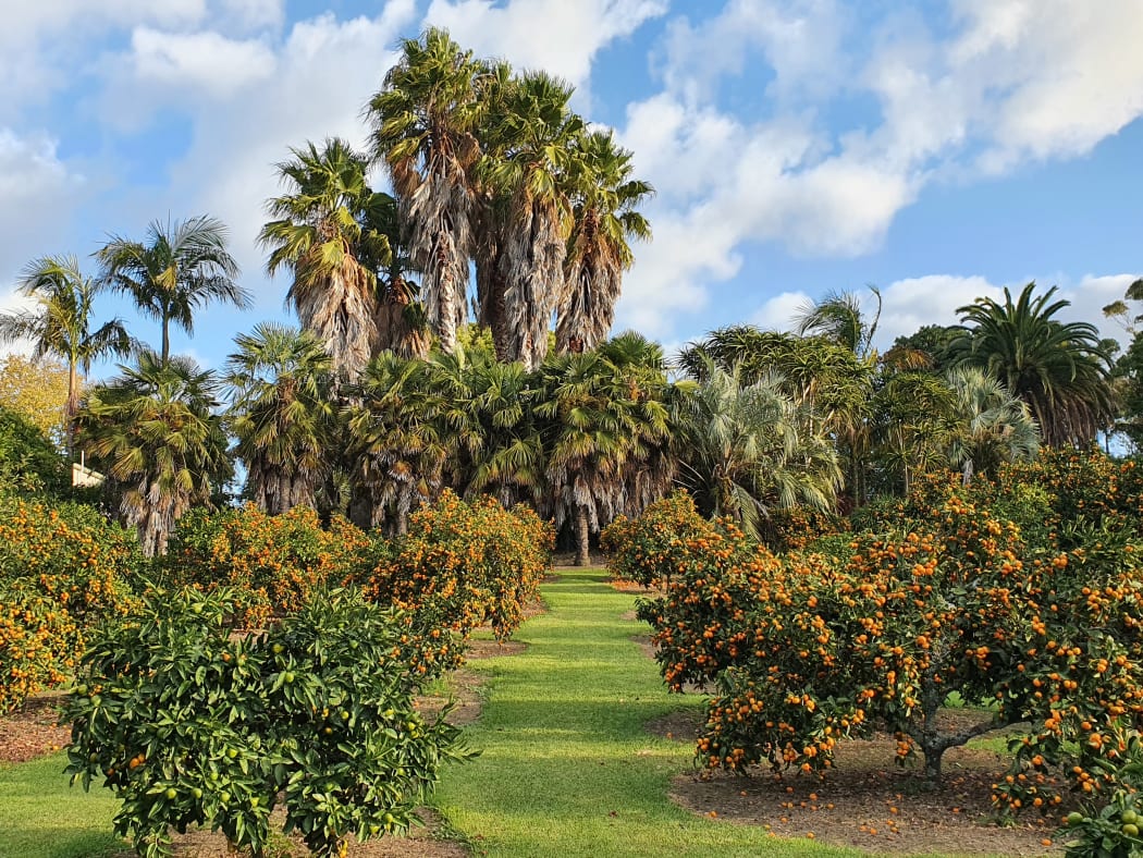 David Young's orchard