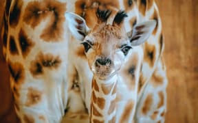 A newborn calf stays close to its mother, Kiritka in Auckland Zoo's giraffe enclosure.