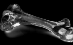 Beef bone