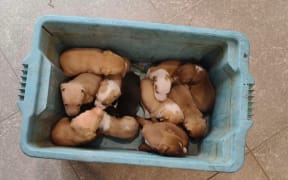Picture of 11 puppies dumped at Kerikeri SPCA