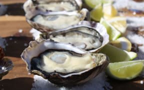 Aaron Pannell, Marlborough Oysters operation