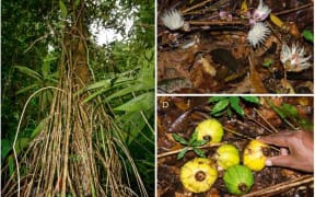 Fig. 3. Eugenia venteri. A numerous aerial roots-like flagella extending down from the main tree trunk; B distal portions of the
long creeping flagella on the forest floor bearing inflorescences with flower buds and open flowers; C close-up of a section of
the terrestrial flagellum bearing flower buds and open flowers with stiff, somewhat spiny roots visible; D a cluster of four ripe
fruits placed in a group around a green immature fruit attached to a flagellum on the ground.