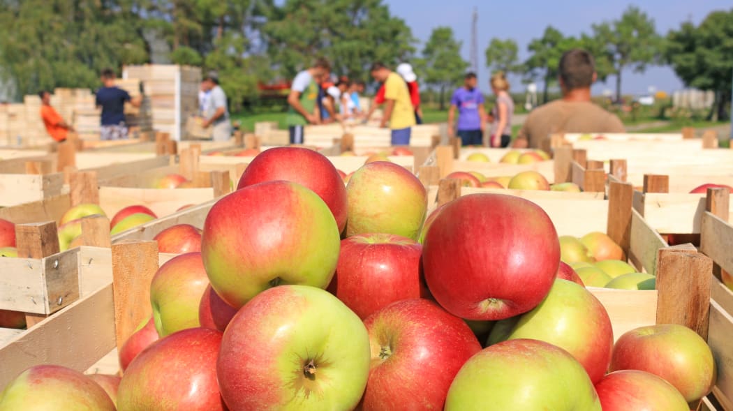 Cart full of apples. Fruit pickers in orchard during harvest.
