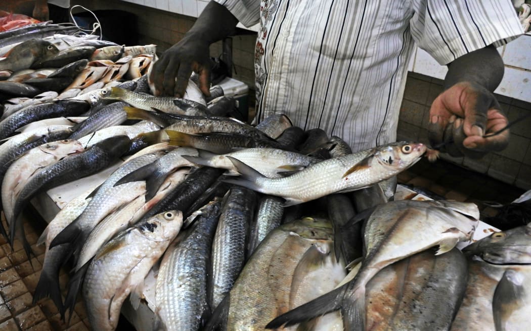 Fresh fish for sale in Nadi fish market in Viti levu Island, Fiji.