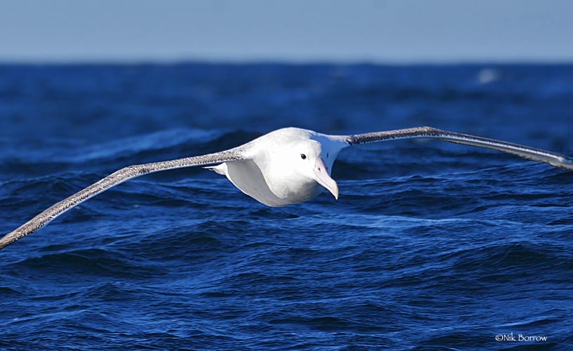 In the past decade, female Antipodean albatrosses have begun spending long periods in the eastern Pacific, where they are at risk from foreign fishing fleets.