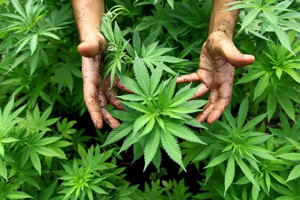Hikurangi Enterprises' Hemp Crop
