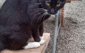 Henry the cat.