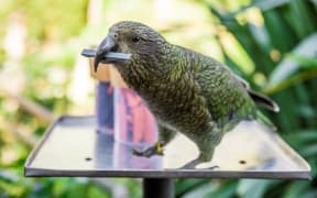 In a University of Auckland study, kea were able to remember which ranger was more likely to choose the rod or token they wanted.