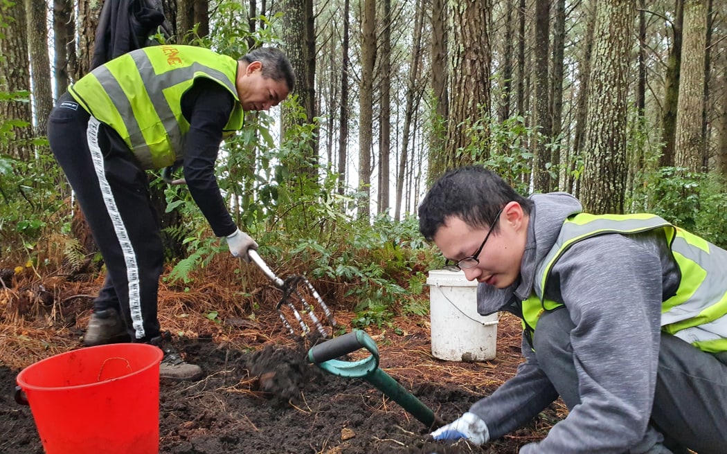 Mr Yang and Jerry carefully probe the soil so as not to break the ginseng root.