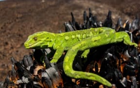 A green gecko atop a black plant with a hill and blue sky in the background.