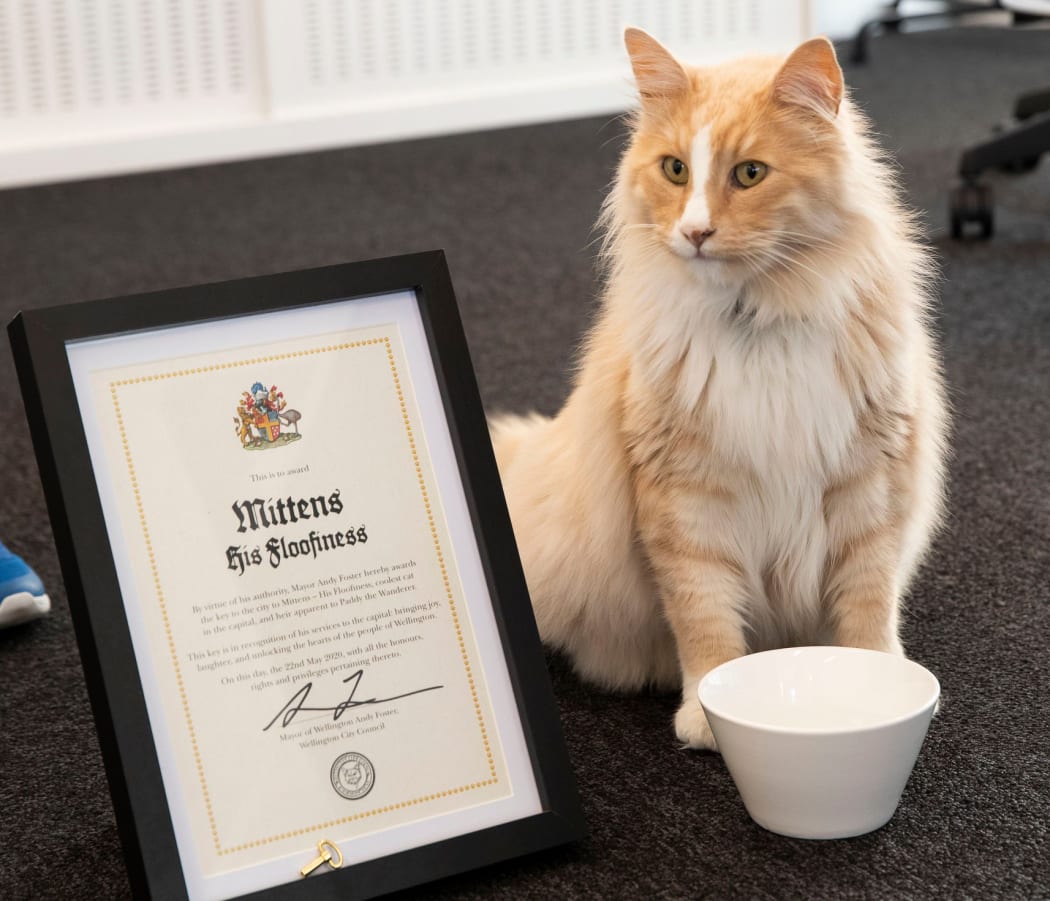 Mittens the cat, at a ceremony to present him with the key to the city of Wellington.