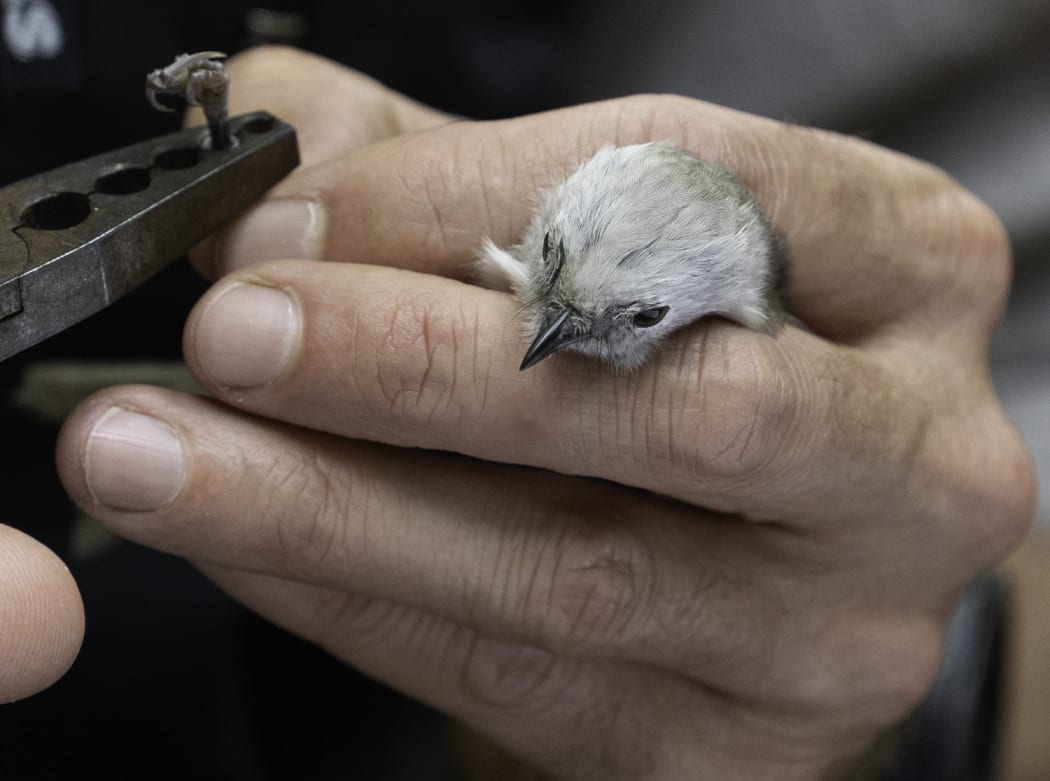 A tiny pōpokotea whitehead being banded before release into Bushy Park Tarapuruhi.