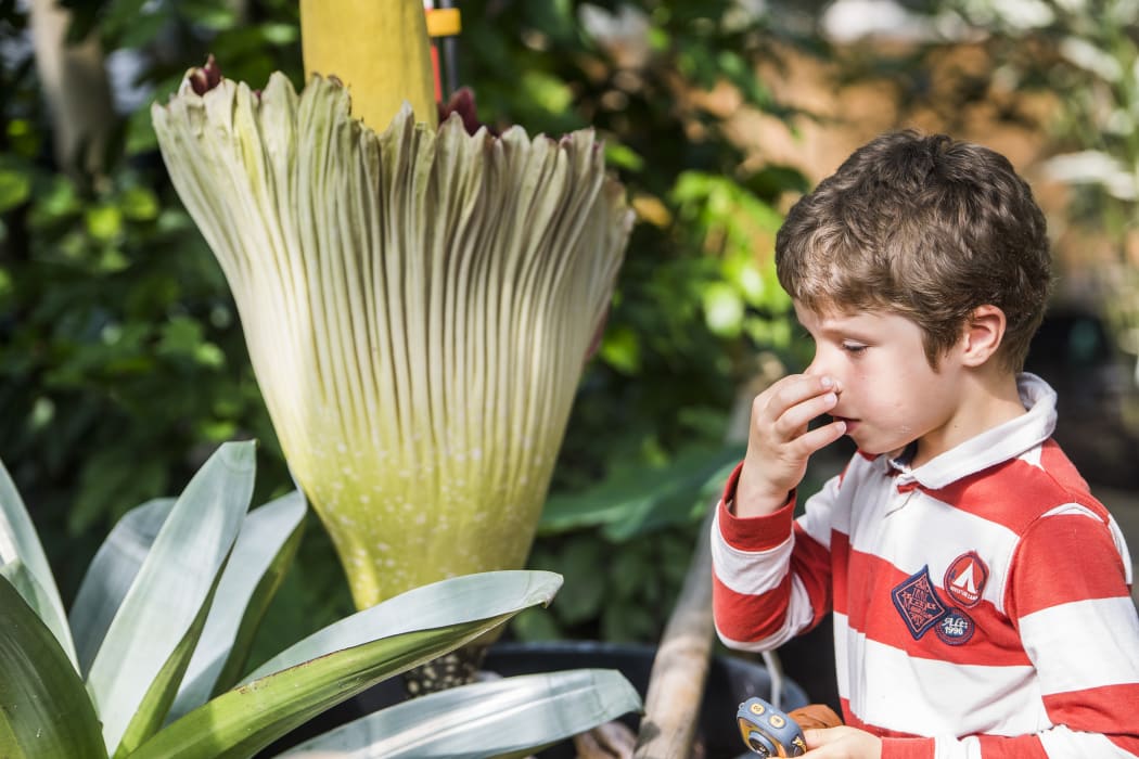The Titan Arum is the biggest flower on earth and it takes several years for the plant to make one single flower blossom. Particular to the flower is its strong, bad smell.