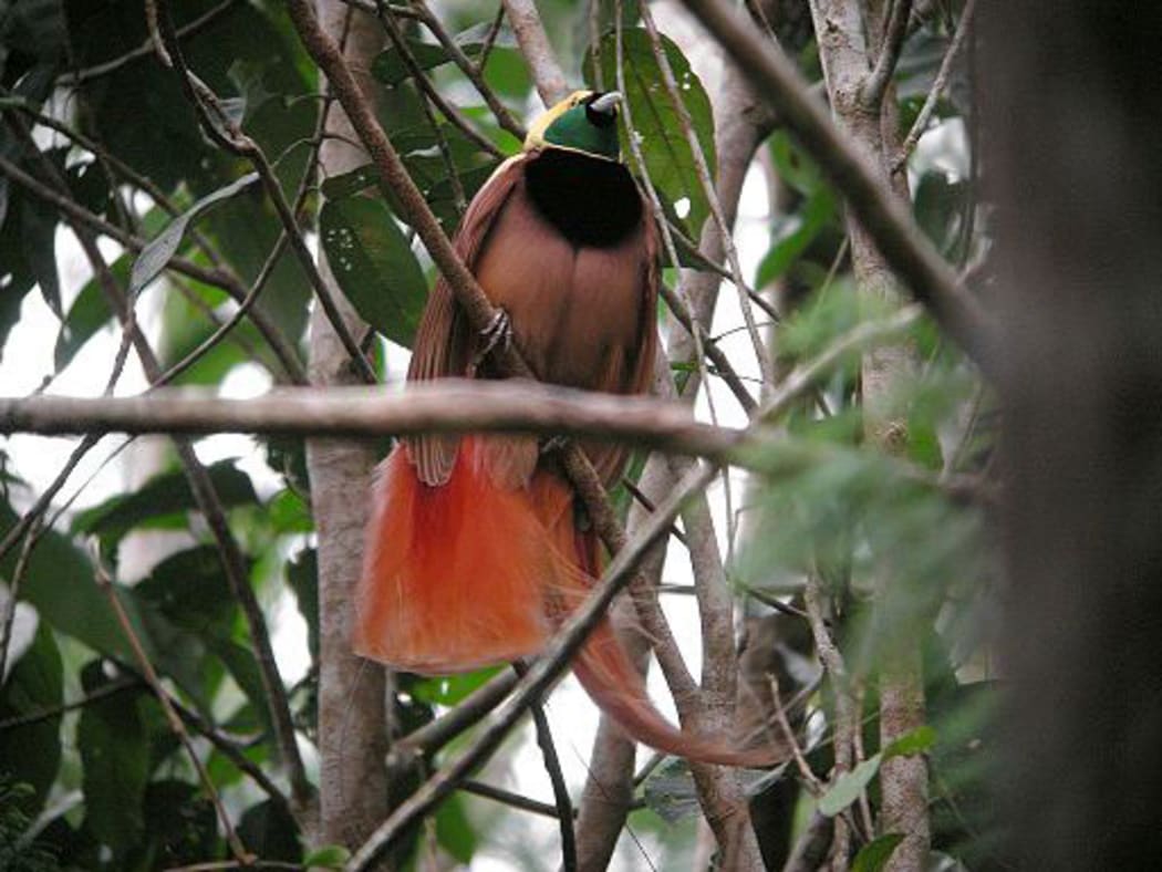 A Bird of Paradise  in Papua New Guinea.