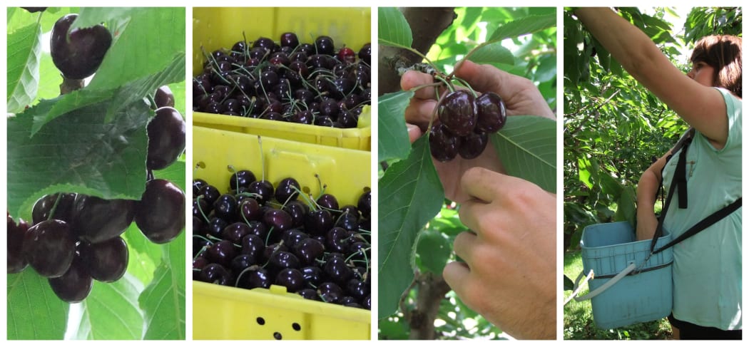 Cherry montage