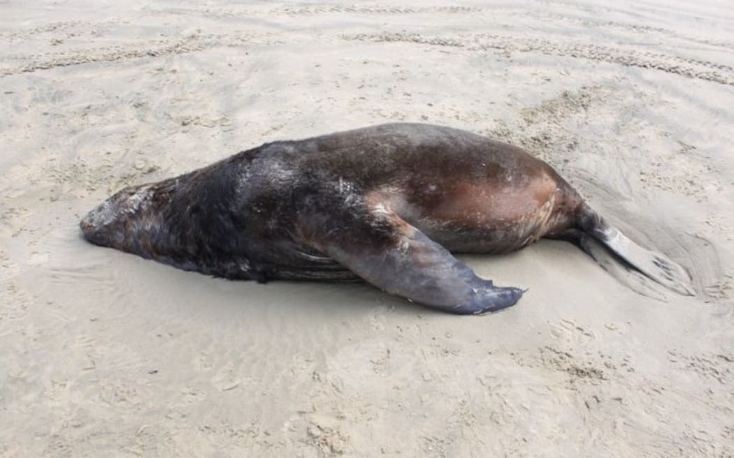 The sea lion that died of a bullet wound on the beach at Jacks Bay.
