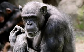 Jessie the chimp at Wellington Zoo.