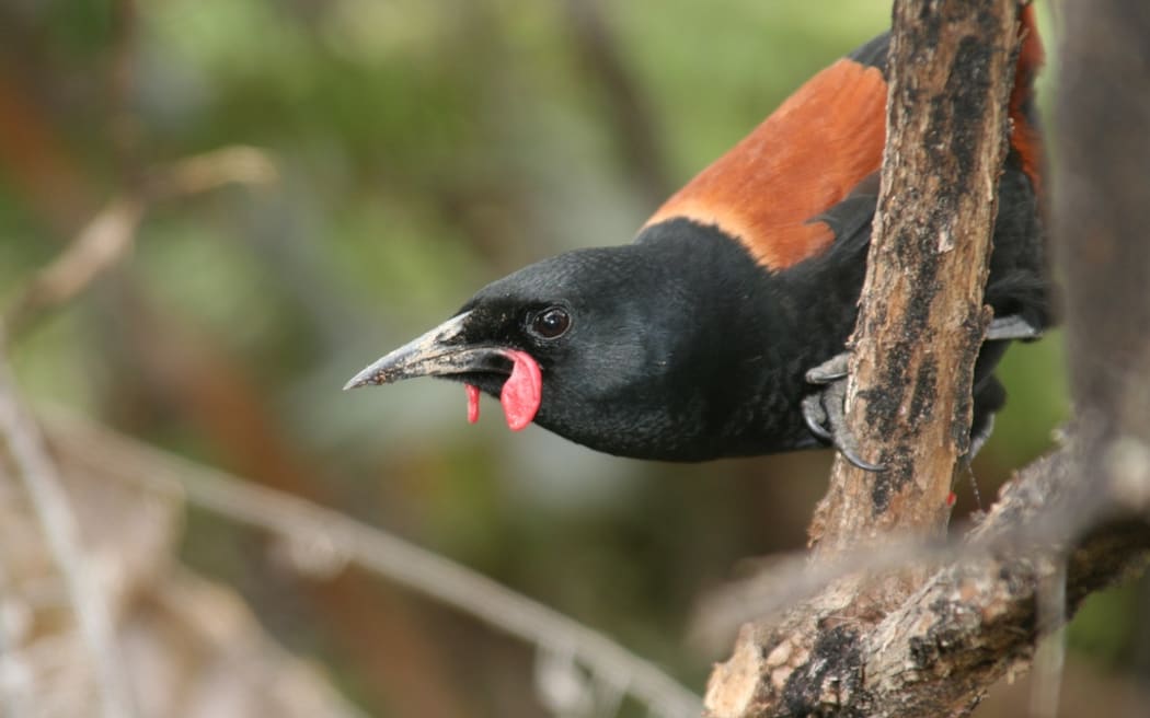 North Island Saddleback Philesturnus rufusater on Tiritiri Matangi Island, New Zealand.