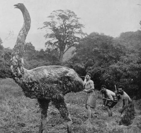 Mock moa hunt c 1900
