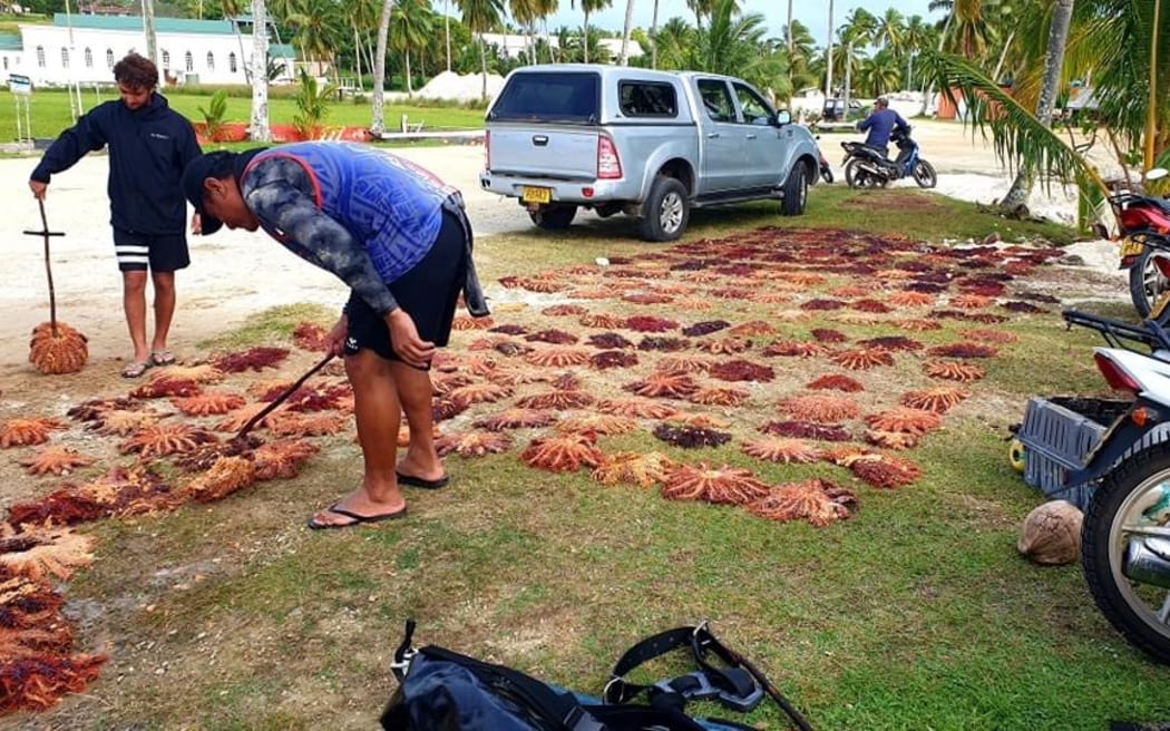 Starfish in the Cook Islands.