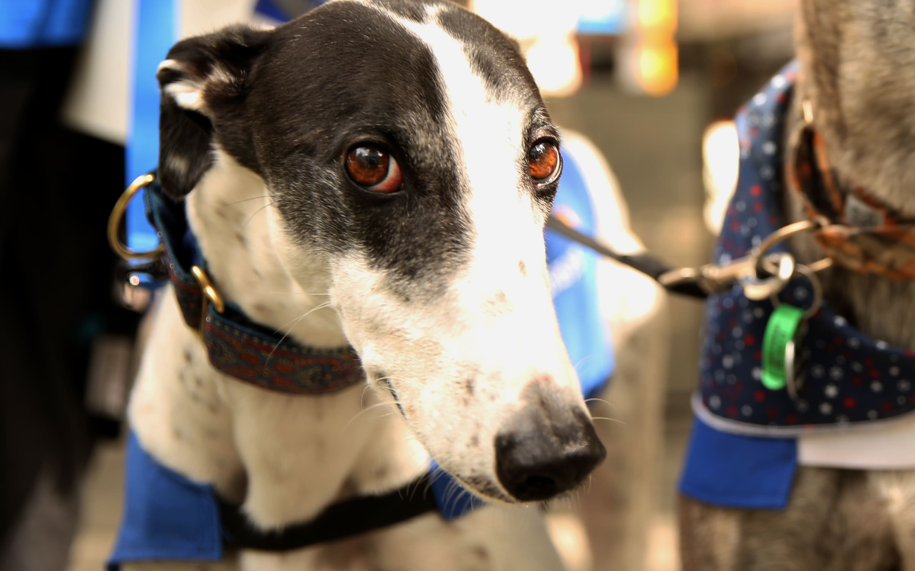 Greyhounds as Pets fundraising for the organisation.