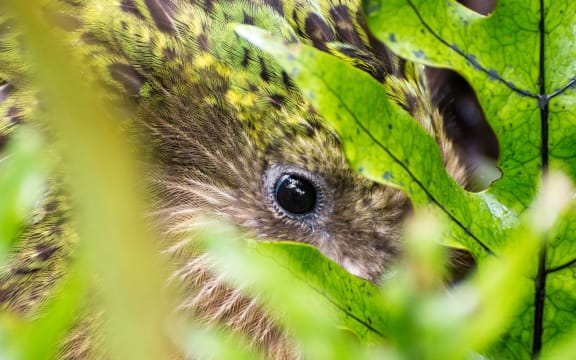 The giant flightless kakapo is the heaviest parrot in the world.