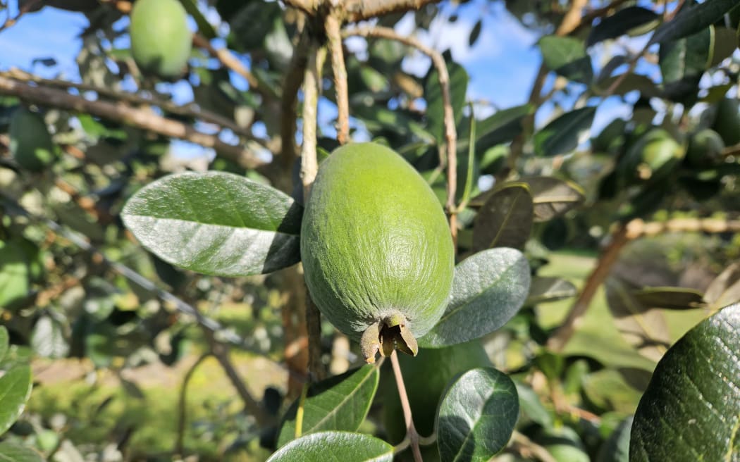 The quality of feijoas this season is said to be excellent and volumes good. However, prices are back about a dollar compared to last year.