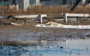Cordons went up at Napier's Awatoto Road on 21 February, after a sewage spill in the area.