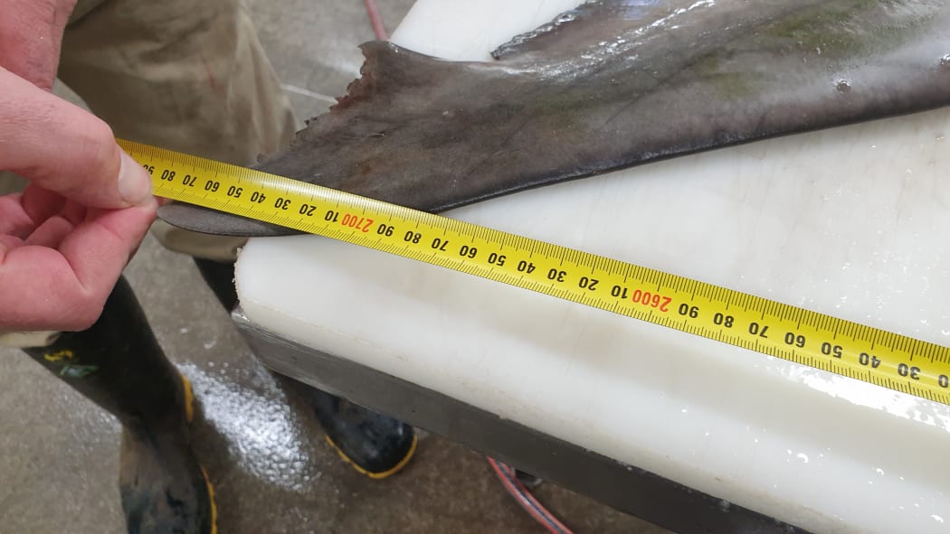 The 260kg great white shark caught off Taranaki was a mere pup measuring in at 2.8m, compared to the 6m shark known as Taranaki Terror.
