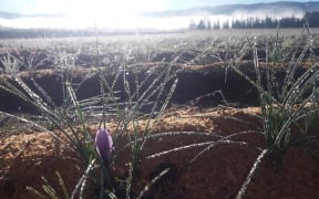 A beautiful Central Otago morning at Wynyard Estate