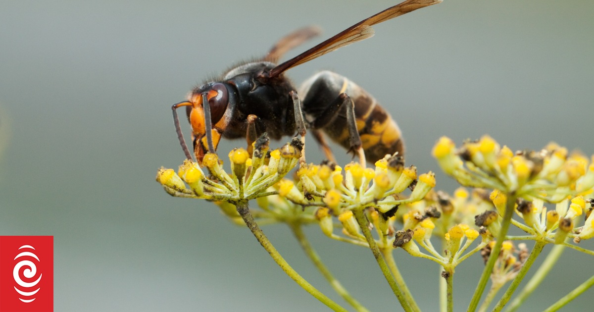Calls for yellow-legged hornet trapping in Auckland to be widened