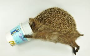 McFlurry headgehog