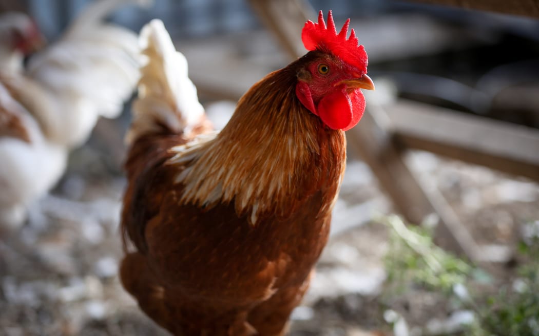 Rooster on an organic farm in the Manawatu.