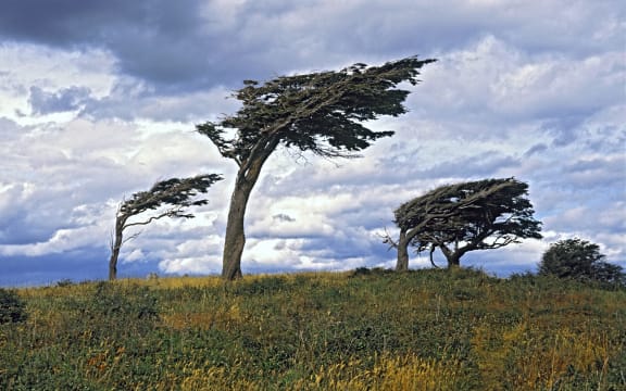 Bent flag trees in Argentina