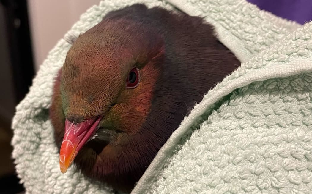 Moana the kererū