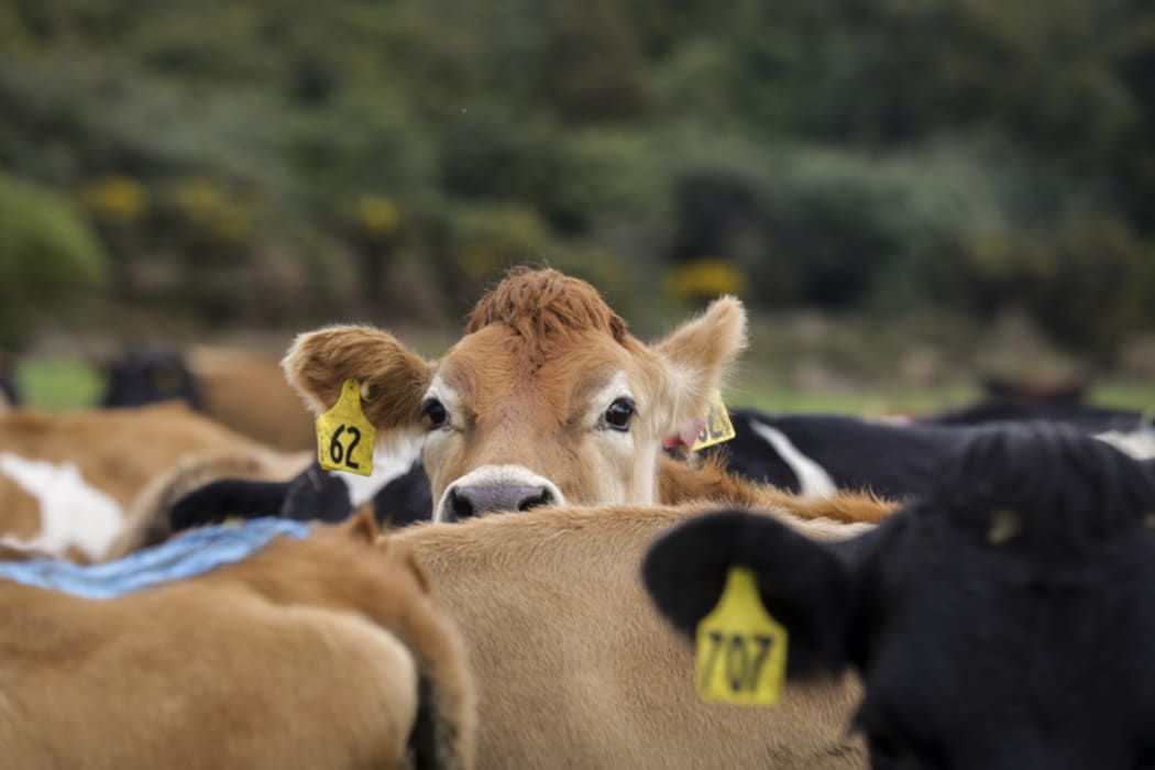 Brighter Future - Dairy. Dairy farming family the Mathieson's, Ewen, Dianne and Melissa talk about the boom and bust of their industry since 2008 and how they got through some of the tougher times.