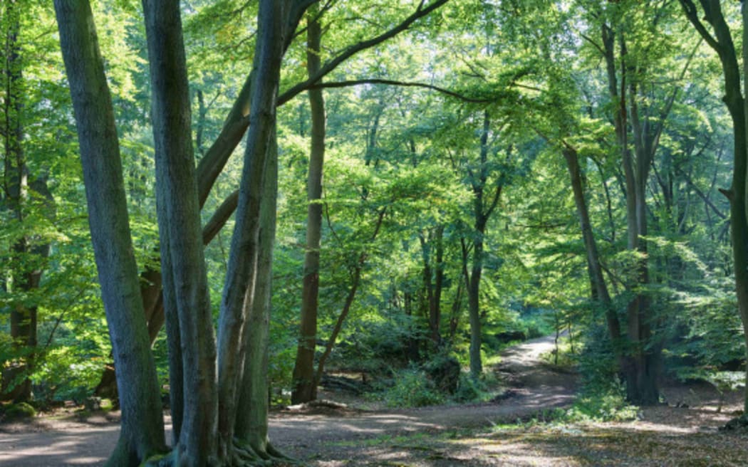 Woodhill Forest, Muriwai