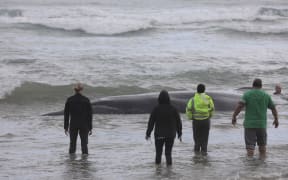 A whale stranded on Ripiro Beach in Northland.