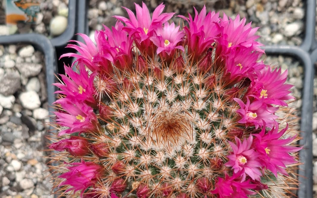 Succulent and cacti plants
