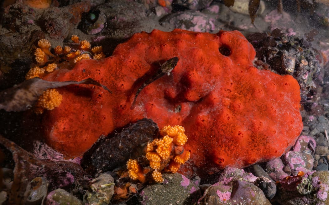 Sea sponge used in Wellington microplastics study
