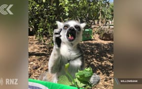 Life in lockdown at the zoo - a Christchurch family explains