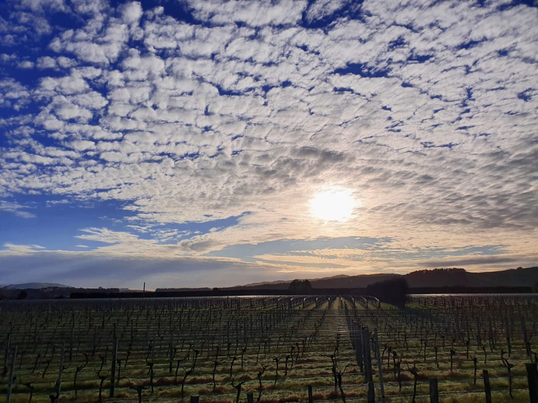 Vines in a late winter sun, Wairarapa