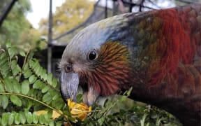 Charlie Girl the kākā.