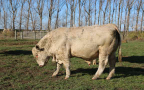 Silverstream Bull sale