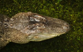 A Mississippi alligator.