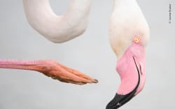 A greater flamingo scratching its head with one of its legs in Camargue, France.