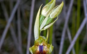 Copper beard orchid