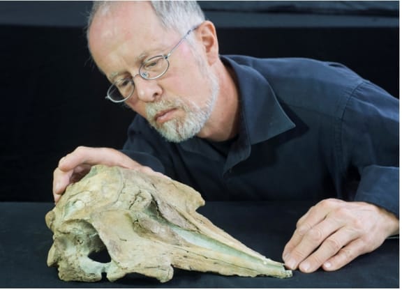 Ewan Fordyce and the dolphin skull.